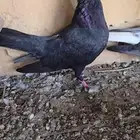 حمام قطيفي قلاب