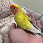 عصفور روز أليف للبيع