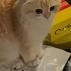 قط سكوتش ضائع