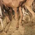أربعة حشوان مفاريد وبكرتين العدد 6