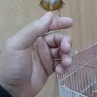 كناري تربية