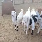 للبيع معزا العدد 69 راس معه 3 فحول