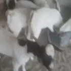 تيوس برابره مرابي اكثر من ثلاثه اشهور للبيع فل الدنام قريب س