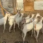 للبيع عدد(9) جفرات بيض برص نادره جدا وجميله.