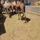 مجموعة قعدان وبكار العدد 12مفاريد طيبه