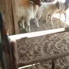 غنم نعيم. مضاريع العدد 7 والفحل ال 8