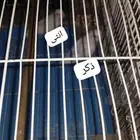 السلام عليكم ورحمة الله وبركاته نقدم لكم ببغاء روز زوج منتج