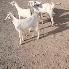 للبيع بهم تربيه نضيف وشحم