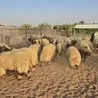 نعيم خرفان العدد 51 للبيع مربوط الأعمار من 4 شهور إلى 8 شهور
