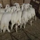 13 طليان ورخال اطراف وشعره رقم 1 بالقاعه