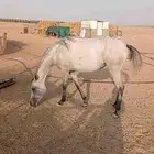 مهره للبيع
