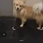 كلب بودجي