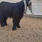 لعشاق العوارض جذع عارض فاااخر