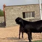 تيس شامي فاااخر