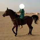 خير عربي مصري بيور لا يفوووتك ي مدور الزين