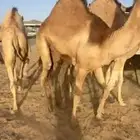 قعدان كفو زوجات ومبادي