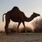 بكرا مفقوده الوسم 41
