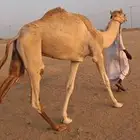قعود حق