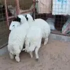 خرفان هجين