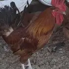 ديك للبيع