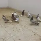 حمام للبيع