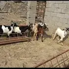للبيع تيوس مخصاه