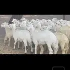 رخال جذعات منوة القناي