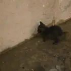 قطة رضيعه للتبني بالرس أو بريده