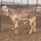 فحل سواكني درماني خصم