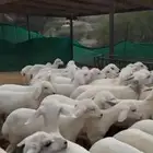 بهم تربيه نضيف للبيع