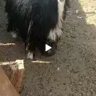نعجه نجديه حايل شرط