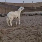 مشروع فحل حري صنف