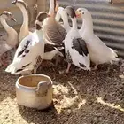 وز بلدي للبيع