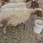 للبيع غنم نعيم حيل