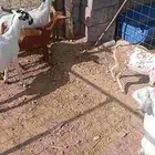 جفار للبيع