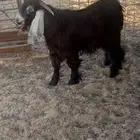 تيس عارضي مقفل شحم العمر 8 شهور وزود للبيع