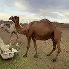 خلفه مشروطه حليب وهدوه