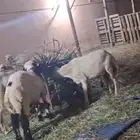 11 كبش بلدي تربيه اعمارها من 4 شهور و6شهور