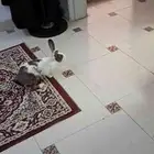 ارنب بلدي اليف للبيع