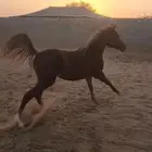 مهره شعبيه كفو للبيع