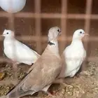 حمام ياكريم كرست جوز وأنثى