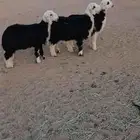 رخال نجد