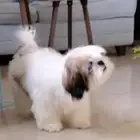 كلب شيتزو بيور