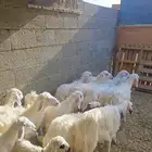 ذبايح حريات اعمار 3 أشهر إلى 7 أشهر للبيع