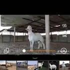 طلي فحل مطور