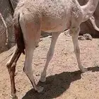 النوع قعدان برية ع حليب والربيع الربيع فاخرة من الآخرة