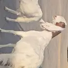 عنزين بيض برص سلالة نوادر وفواخر
