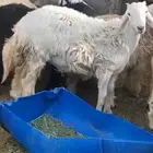 طلي ذبيحه للبيع على الشرط يوجد توصيل