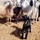 8 معزا مصريات غرض القناي