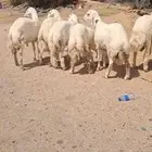 للبيع طليان جبره جذعان